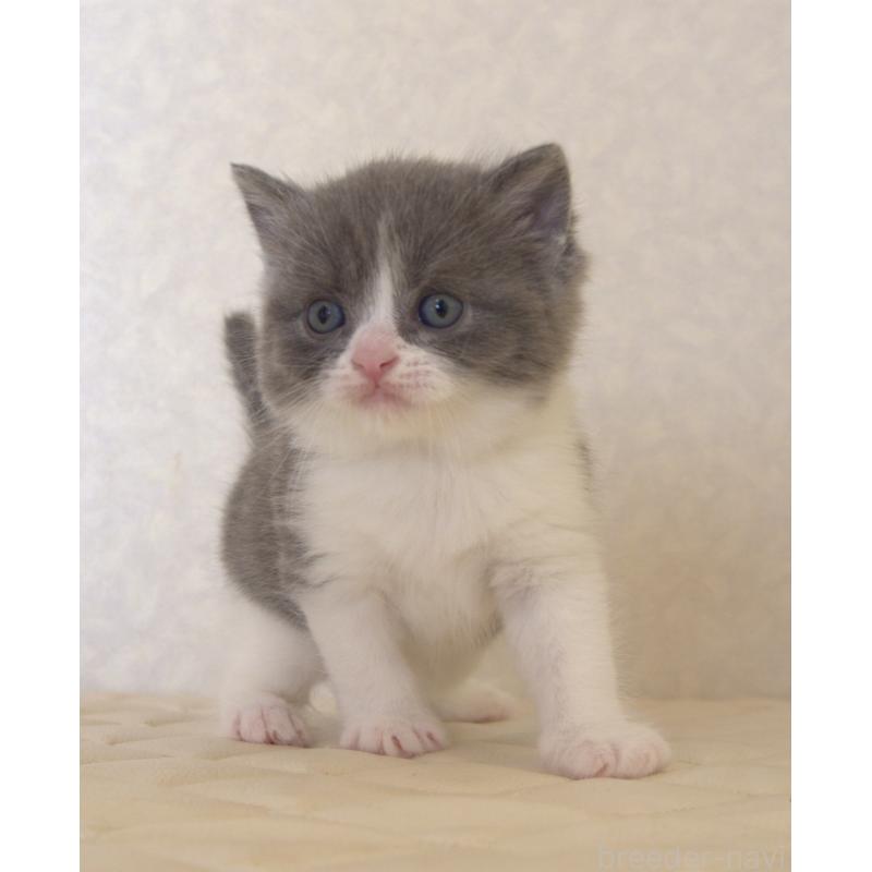 販売中の静岡県のブリティッシュショートヘア-129204の25枚目