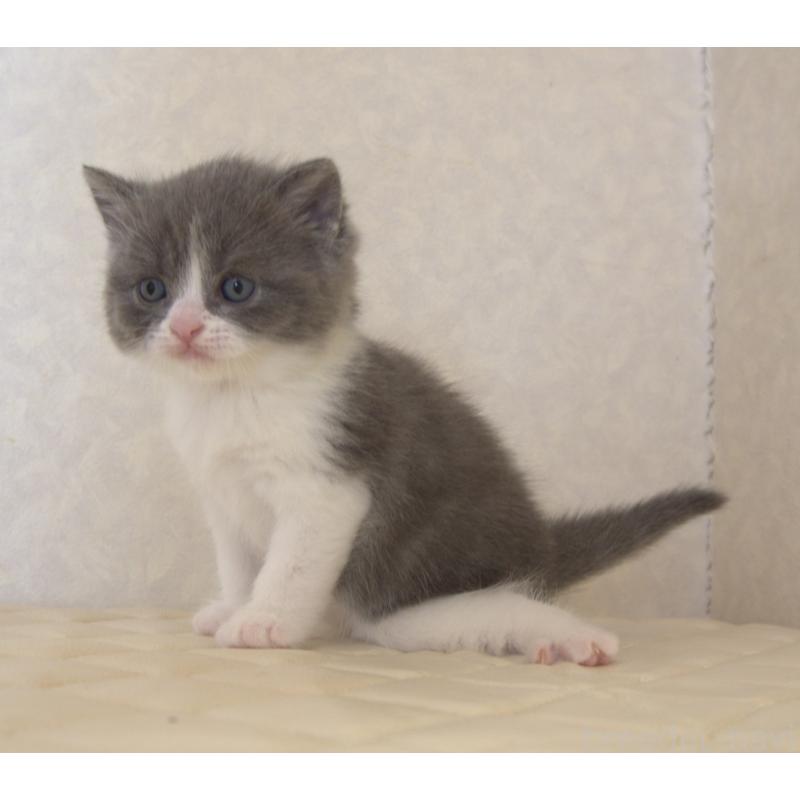 販売中の静岡県のブリティッシュショートヘア-129204の24枚目