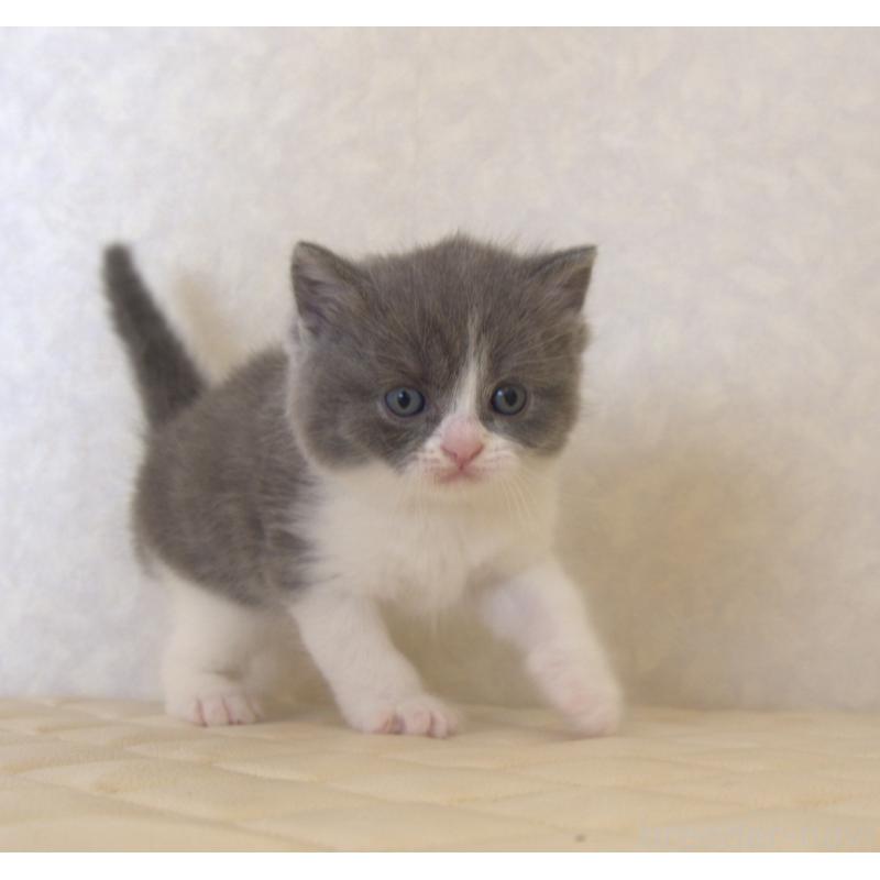 販売中の静岡県のブリティッシュショートヘア-129204の23枚目