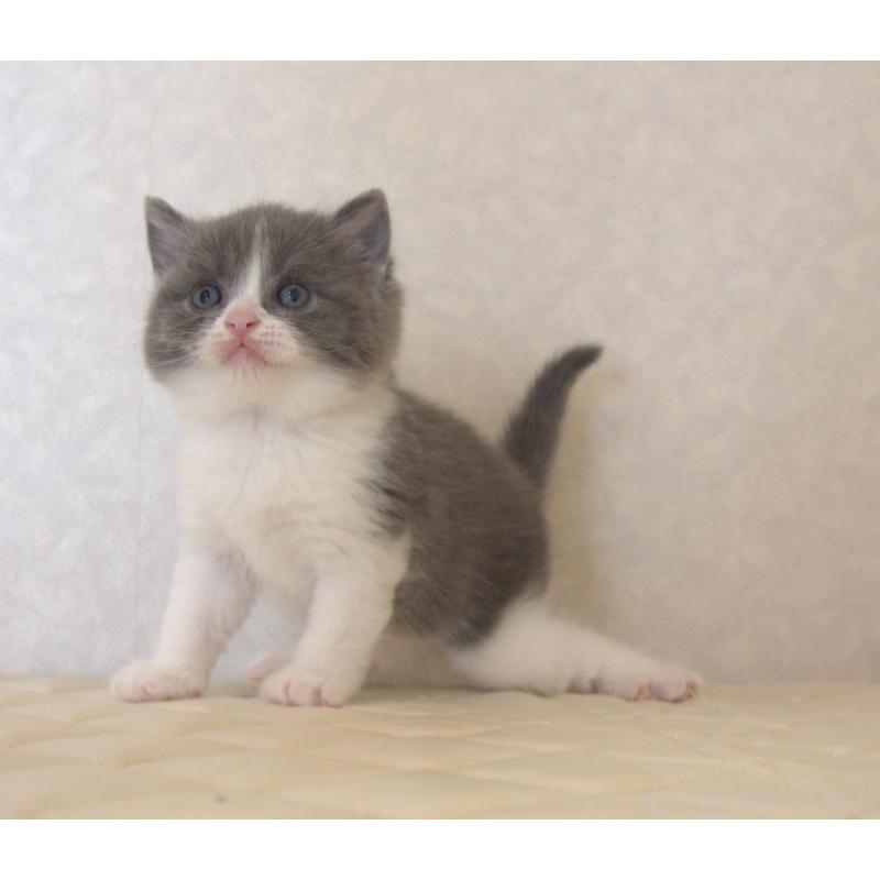 販売中の静岡県のブリティッシュショートヘア-129204の22枚目