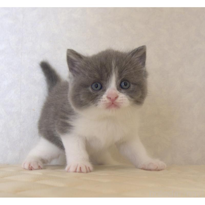 販売中の静岡県のブリティッシュショートヘア-129204