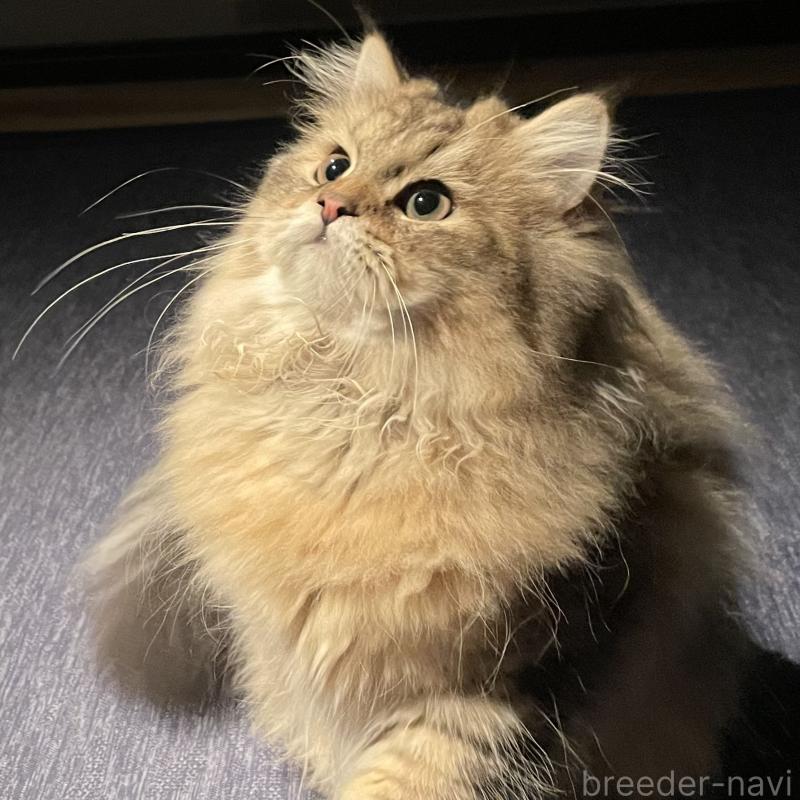 販売中の愛知県のミヌエット-117957の5枚目