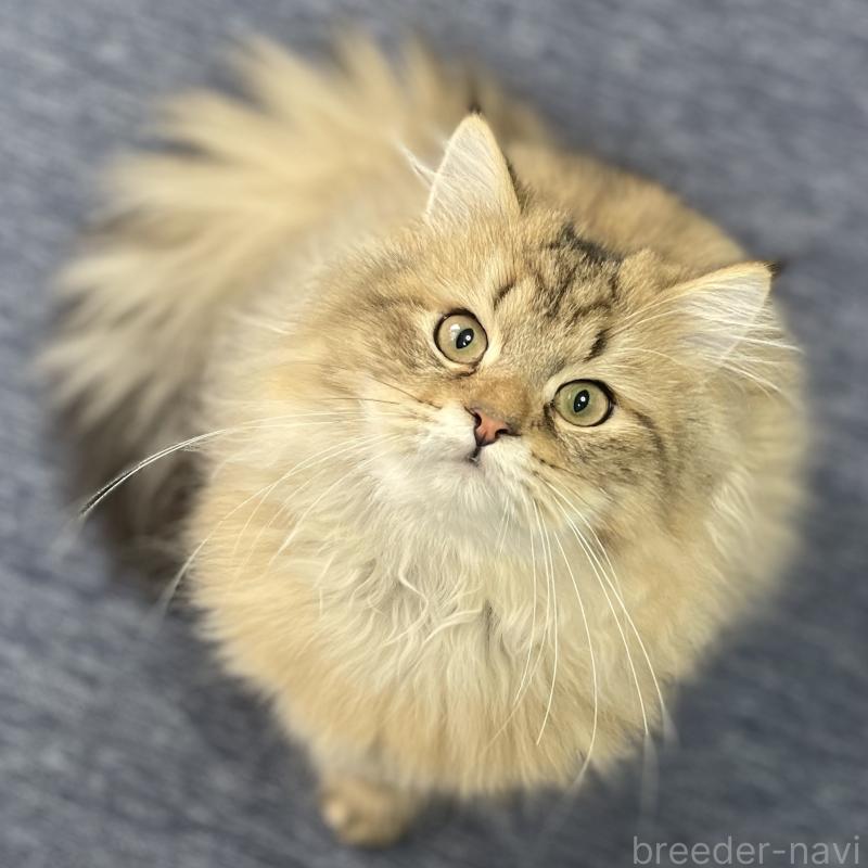 販売中の愛知県のミヌエット-117957の4枚目