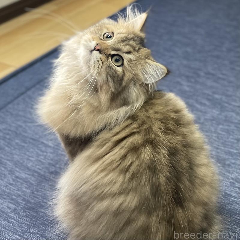 販売中の愛知県のミヌエット-117957の3枚目