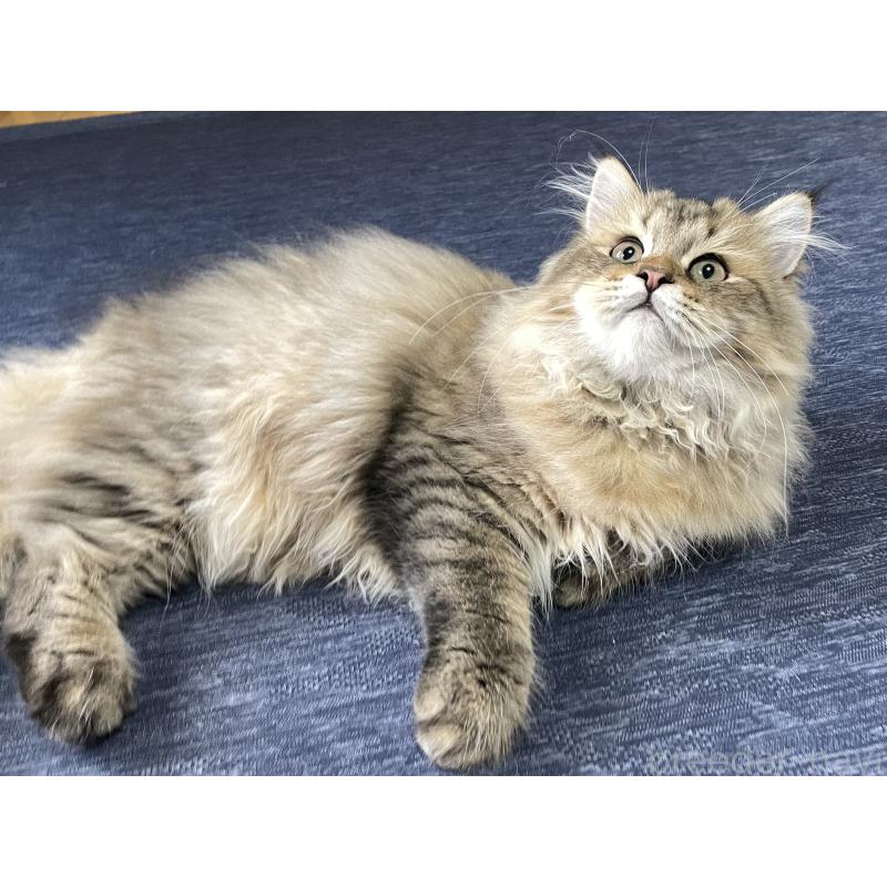 販売中の愛知県のミヌエット-117957の2枚目