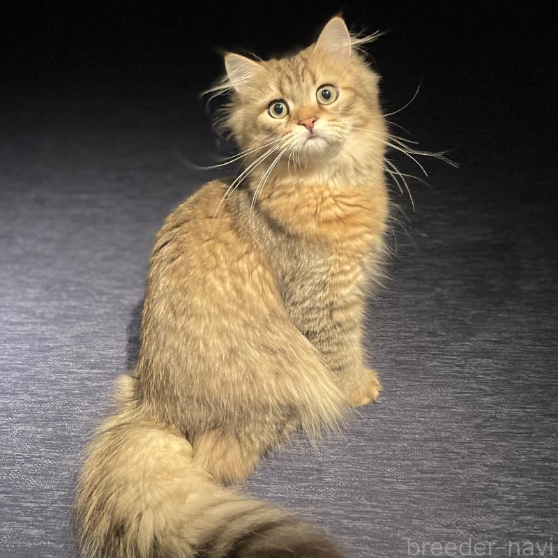 販売中の愛知県のミヌエット-117954の3枚目