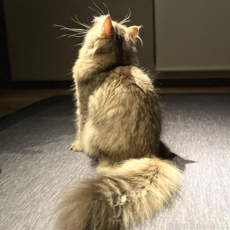 販売中の愛知県のミヌエット-117954の2枚目