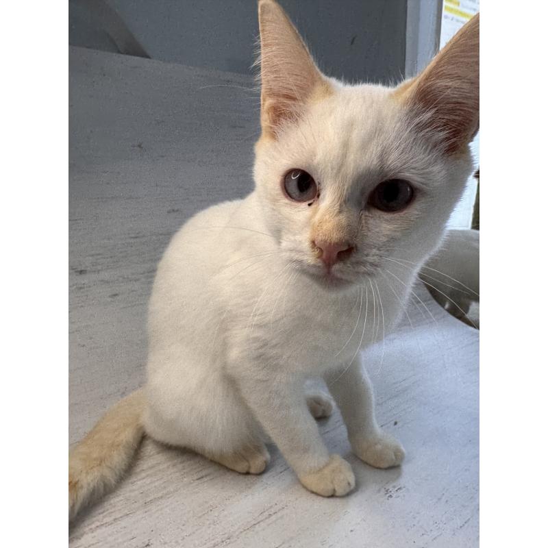 販売中の長野県のトイボブ-123008の6枚目