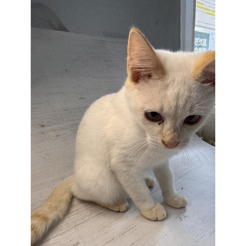 販売中の長野県のトイボブ-123008の5枚目