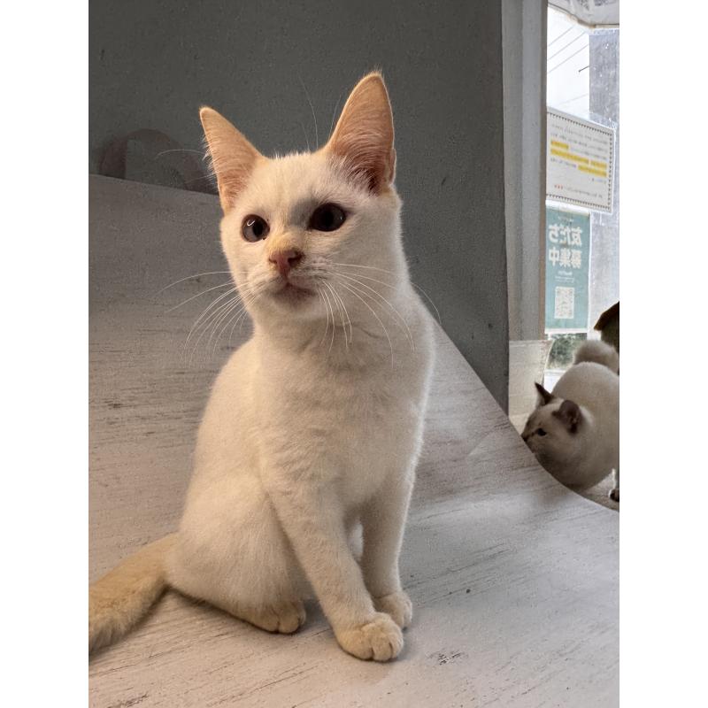 販売中の長野県のトイボブ-123008の4枚目