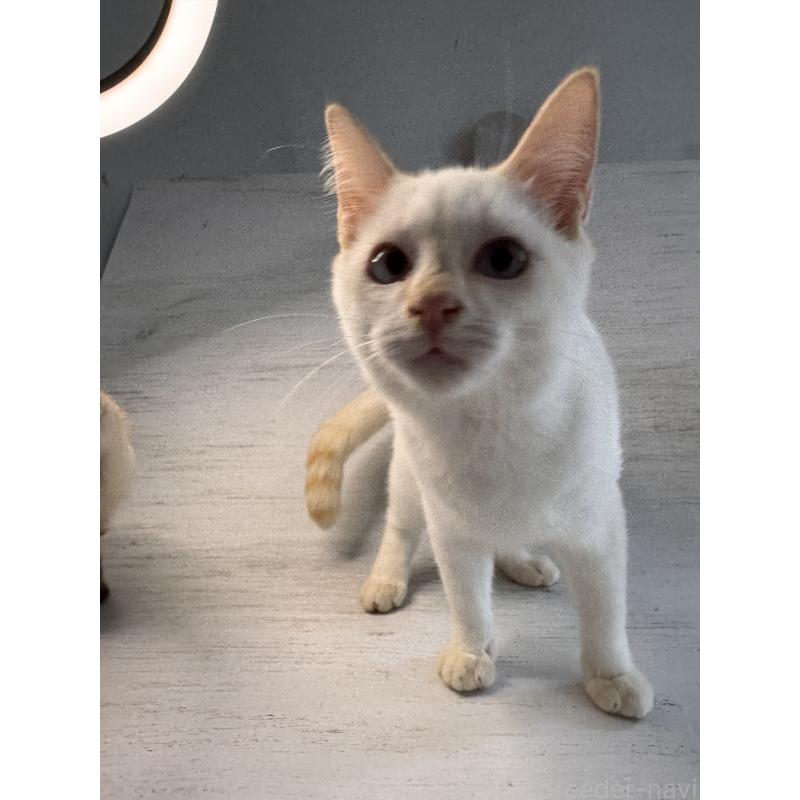 販売中の長野県のトイボブ-123008の3枚目