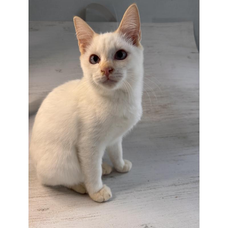 販売中の長野県のトイボブ-123008の2枚目