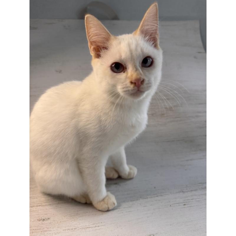 販売中の長野県のトイボブ-123008