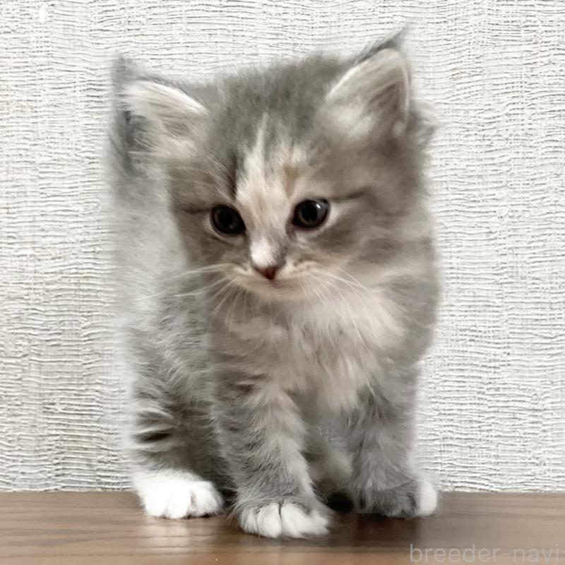 販売中ののミヌエット-129446