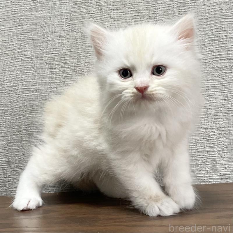 販売中の愛知県のミヌエット-129447の1枚目