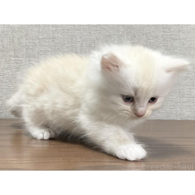 販売中の愛知県のミヌエット-129447の3枚目