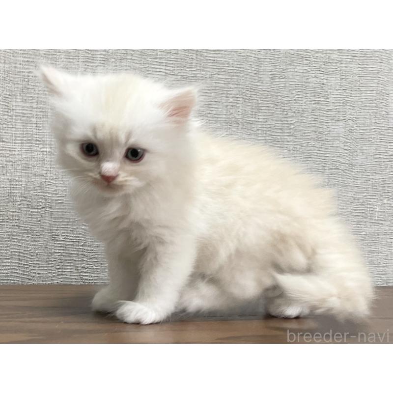 販売中の愛知県のミヌエット-129447の2枚目