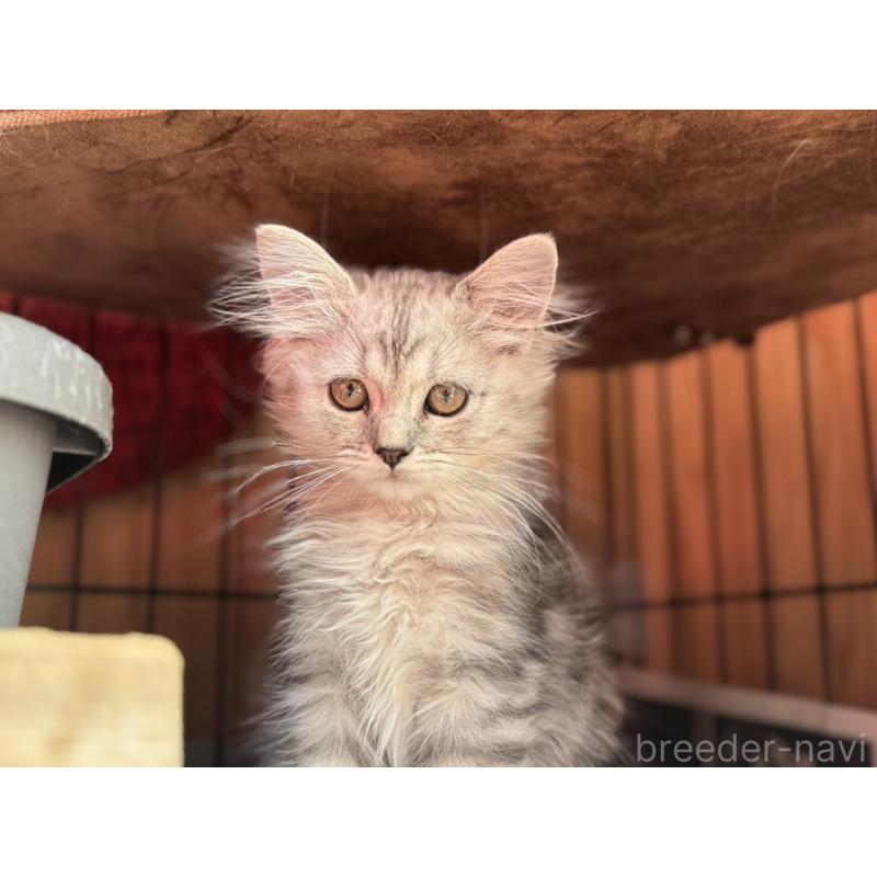 販売中の鹿児島県のスコティッシュフォールド-130125の2枚目