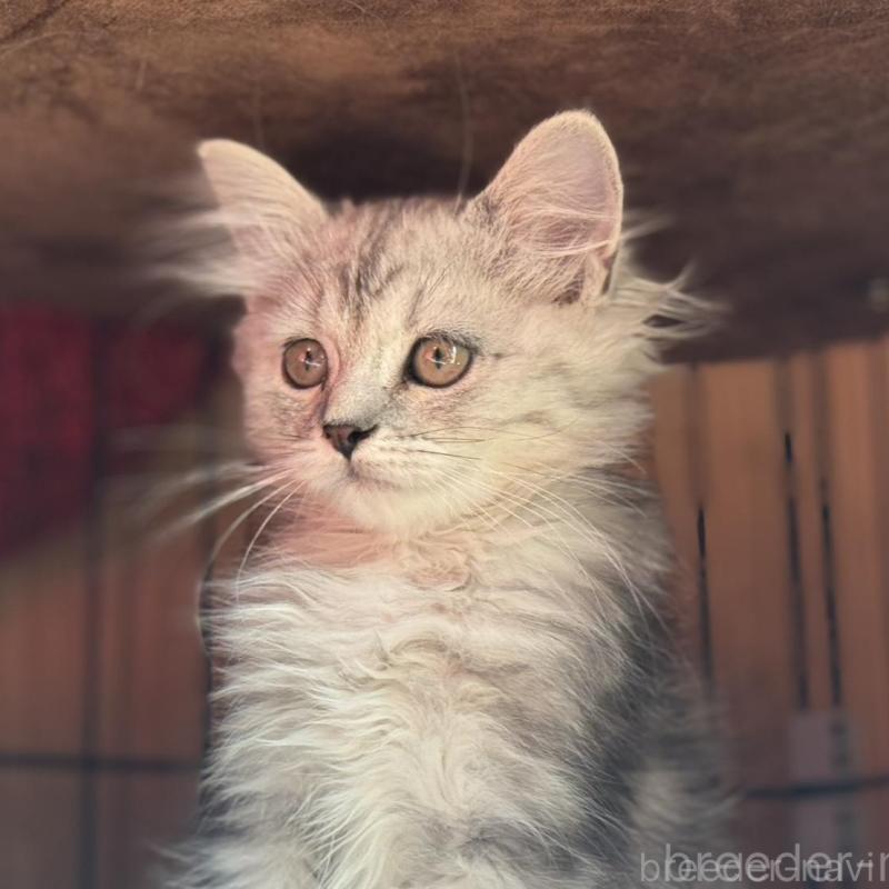 販売中の鹿児島県のスコティッシュフォールド-130125