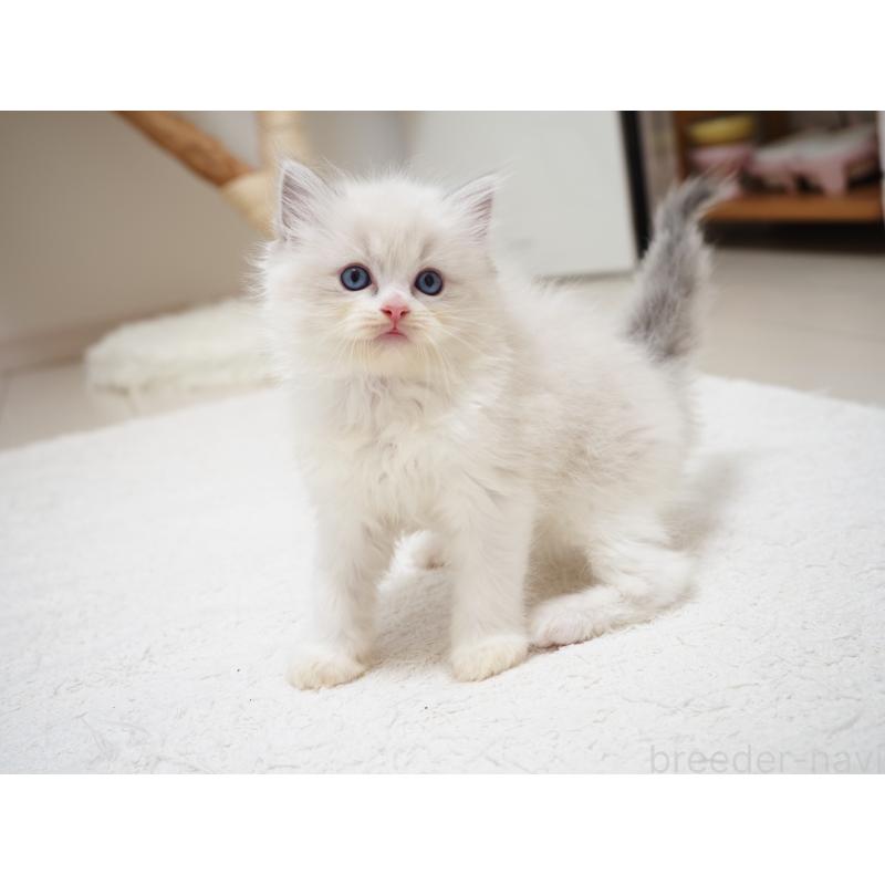 成約済の埼玉県のラグドール-129206の8枚目