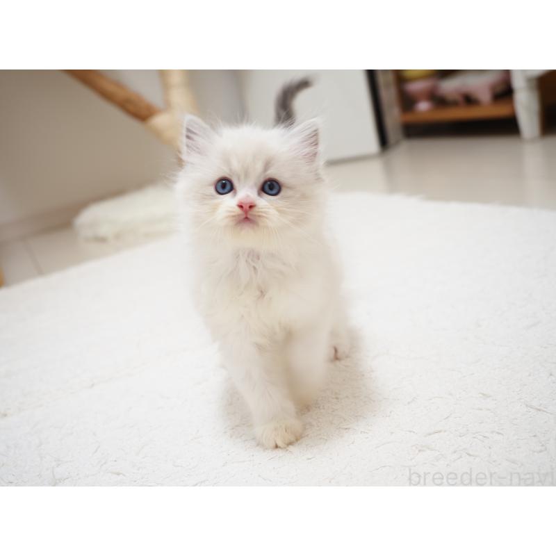 成約済の埼玉県のラグドール-129206の7枚目