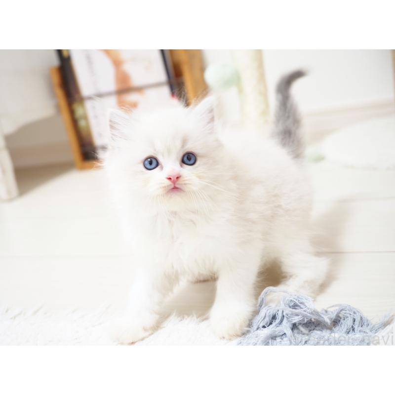 成約済の埼玉県のラグドール-129206の6枚目