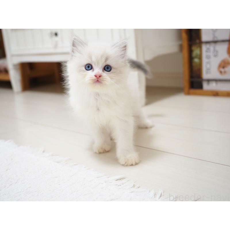 成約済の埼玉県のラグドール-129206の5枚目