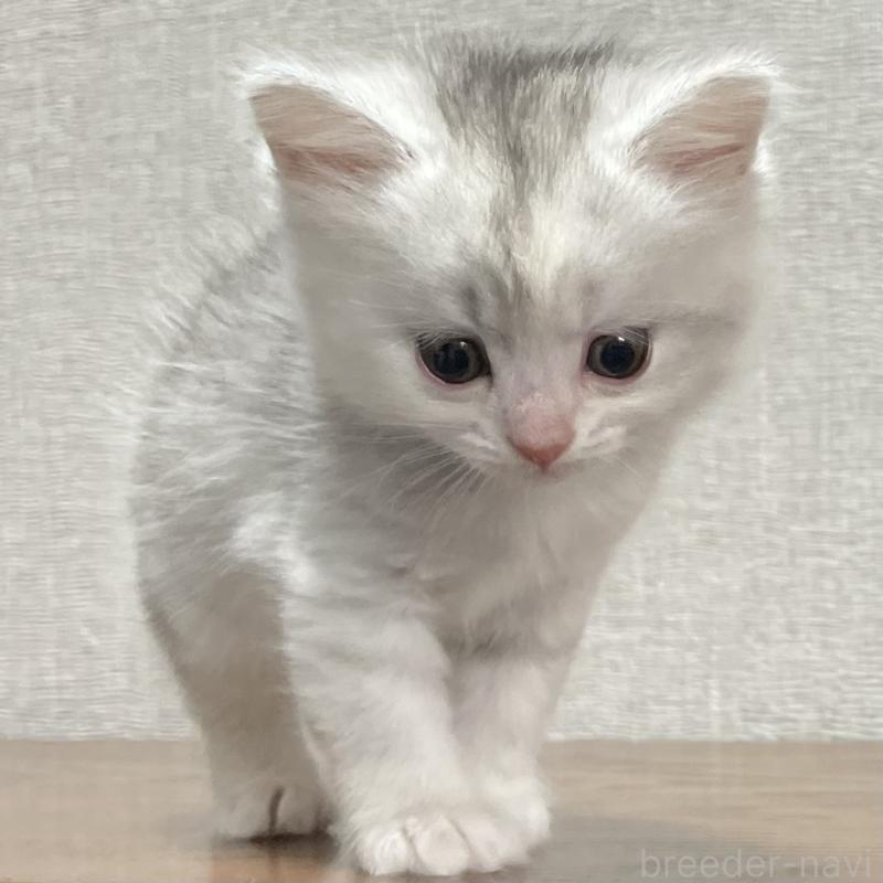 販売中の愛知県のミヌエット-129448