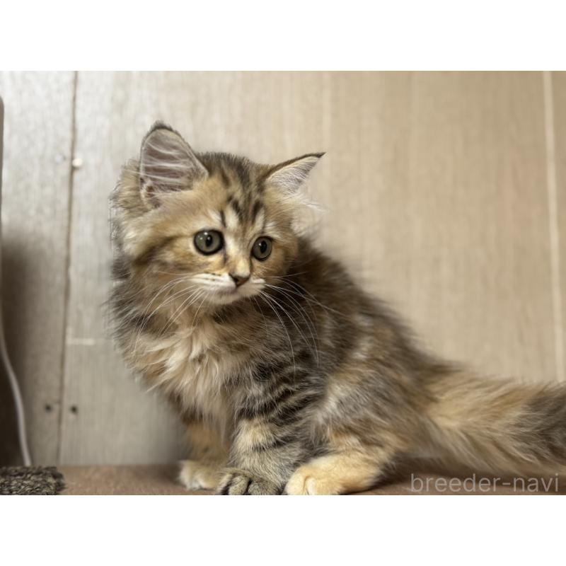 販売中の鹿児島県のスコティッシュフォールド-130126の5枚目