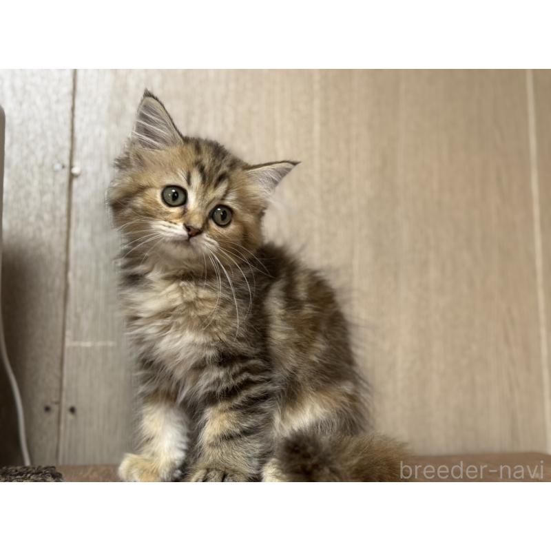 販売中の鹿児島県のスコティッシュフォールド-130126の4枚目