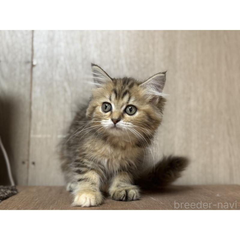 販売中の鹿児島県のスコティッシュフォールド-130126の3枚目