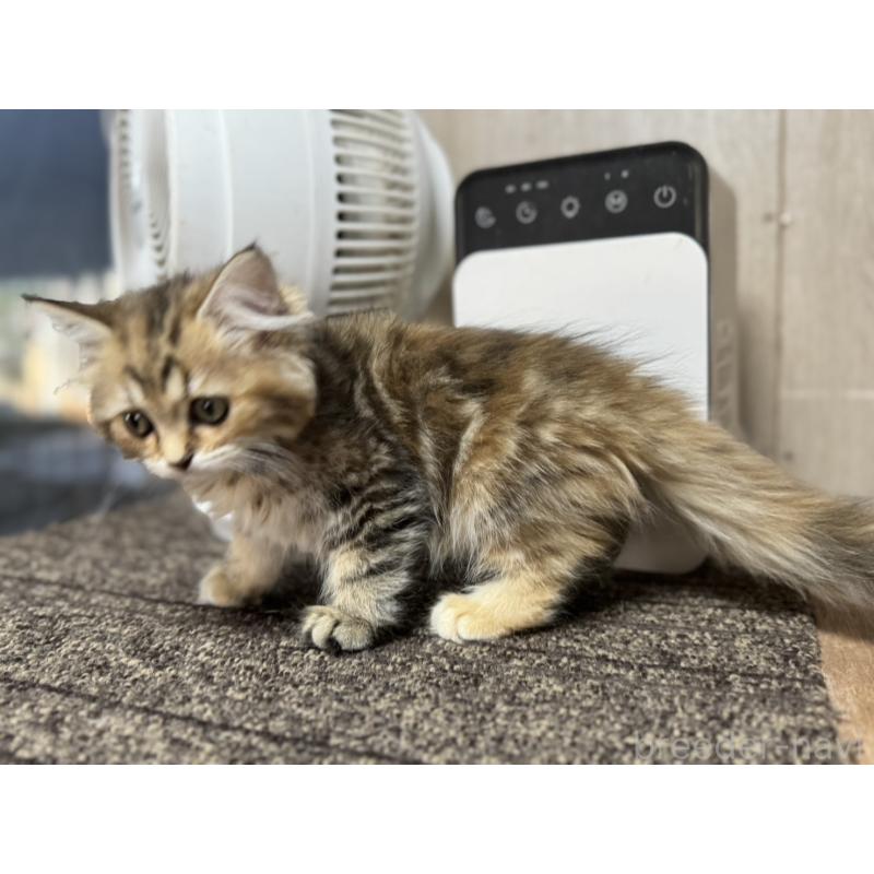 販売中の鹿児島県のスコティッシュフォールド-130126の2枚目