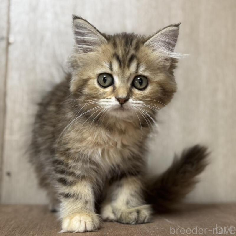 販売中の鹿児島県のスコティッシュフォールド-130126