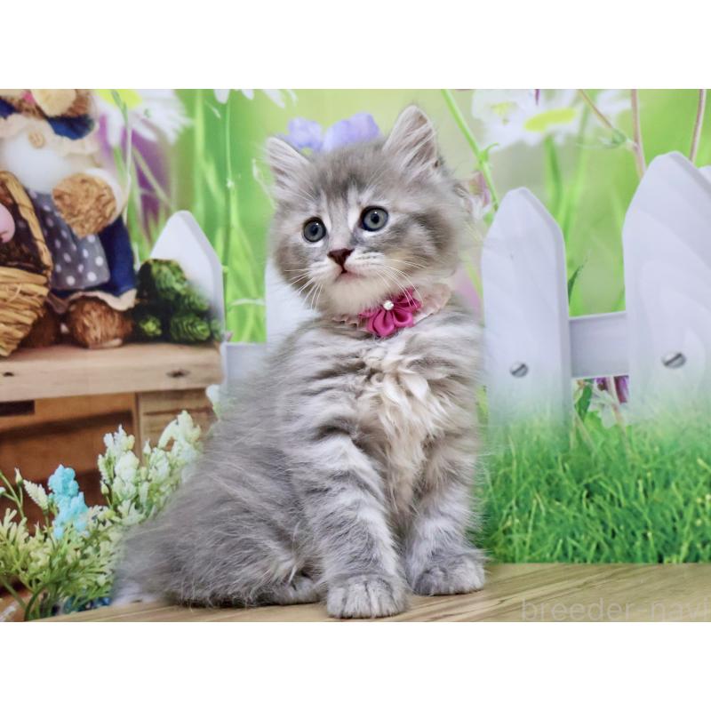 販売中の岐阜県のマンチカン-128148の4枚目