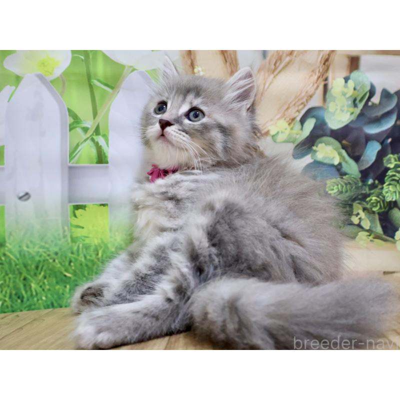 販売中の岐阜県のマンチカン-128148の3枚目