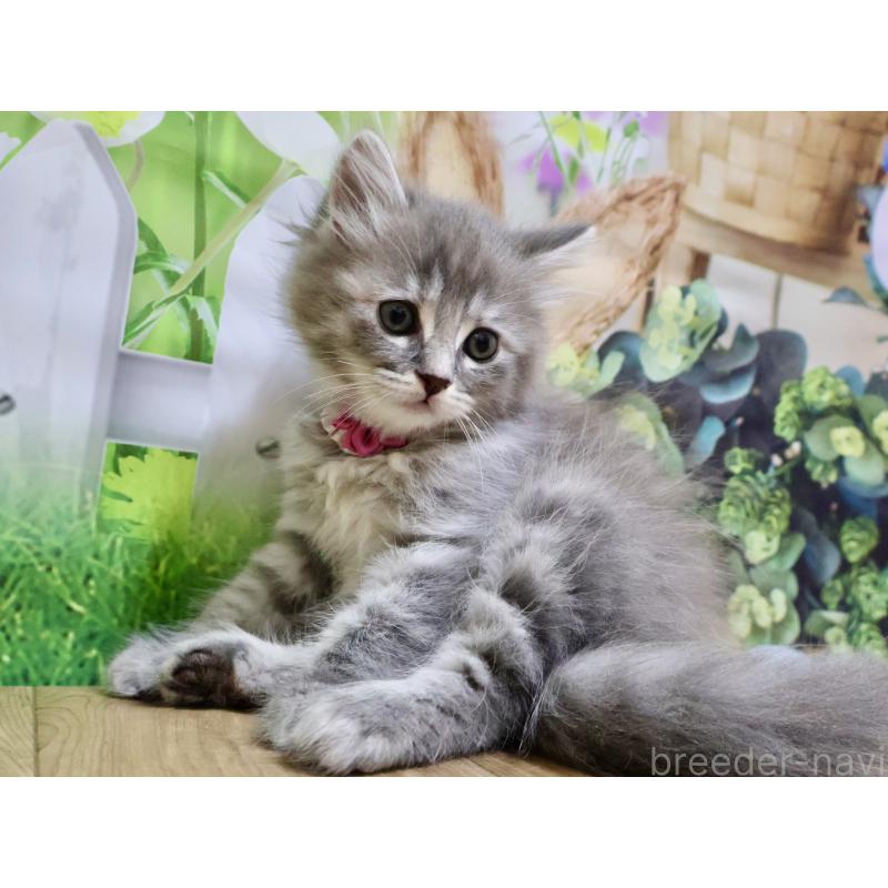 販売中の岐阜県のマンチカン-128148の2枚目