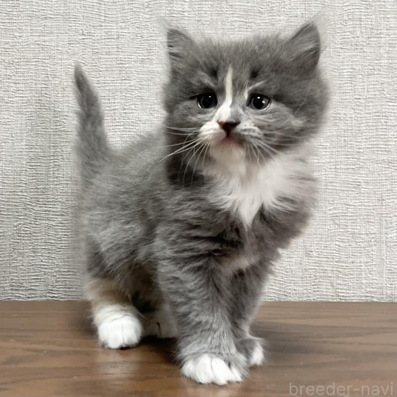 販売中ののミヌエット-129450