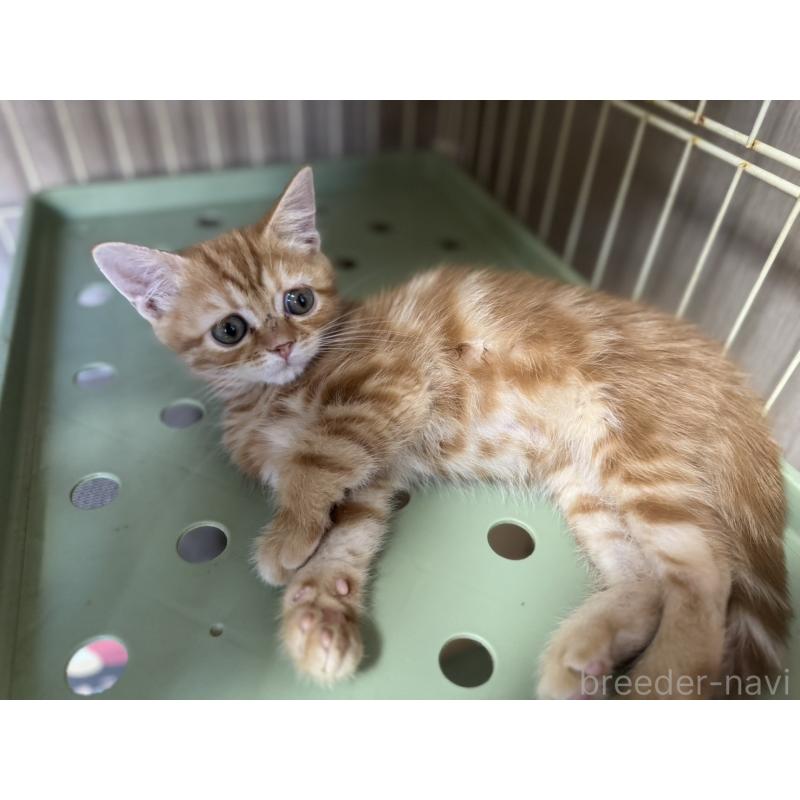 販売中の鹿児島県のスコティッシュフォールド-130127の4枚目