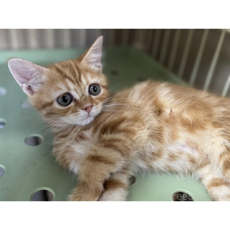 販売中の鹿児島県のスコティッシュフォールド-130127の3枚目