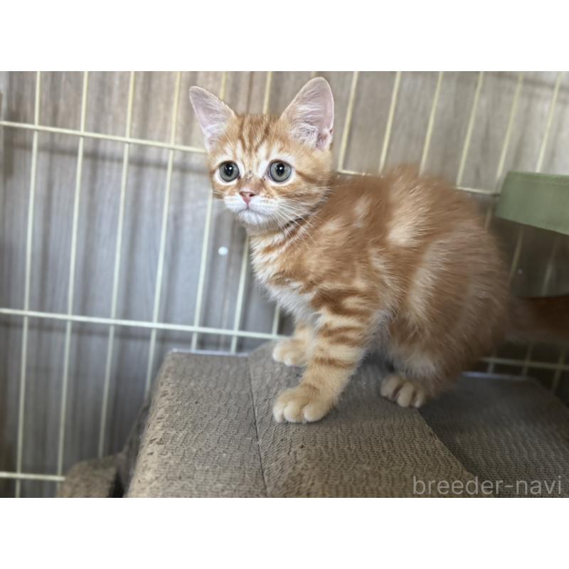 販売中の鹿児島県のスコティッシュフォールド-130127の2枚目