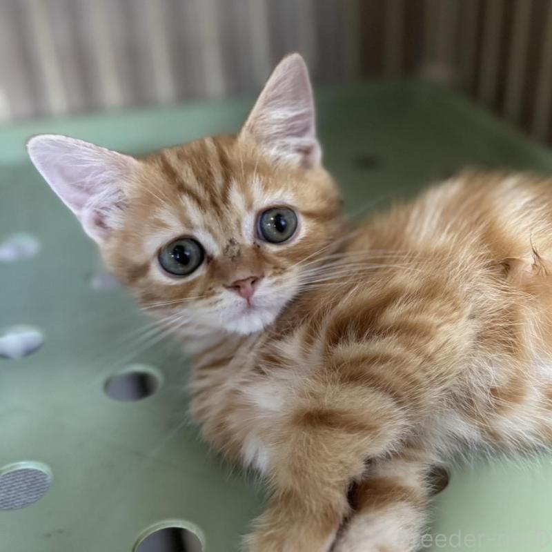 販売中の鹿児島県のスコティッシュフォールド-130127