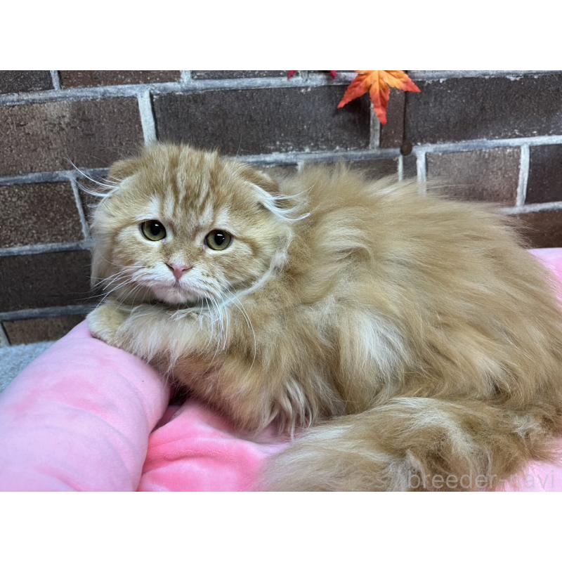 販売中の東京都のスコティッシュフォールド(折れ耳)-130128の15枚目