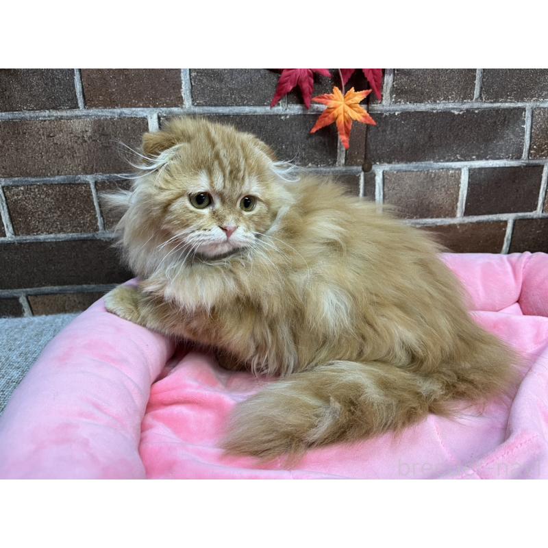 販売中の東京都のスコティッシュフォールド(折れ耳)-130128の14枚目