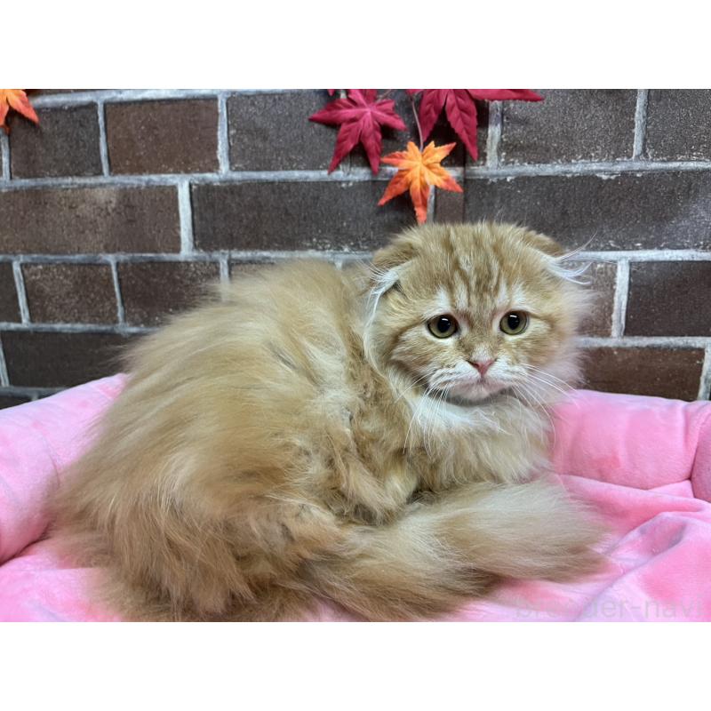 販売中の東京都のスコティッシュフォールド(折れ耳)-130128の13枚目