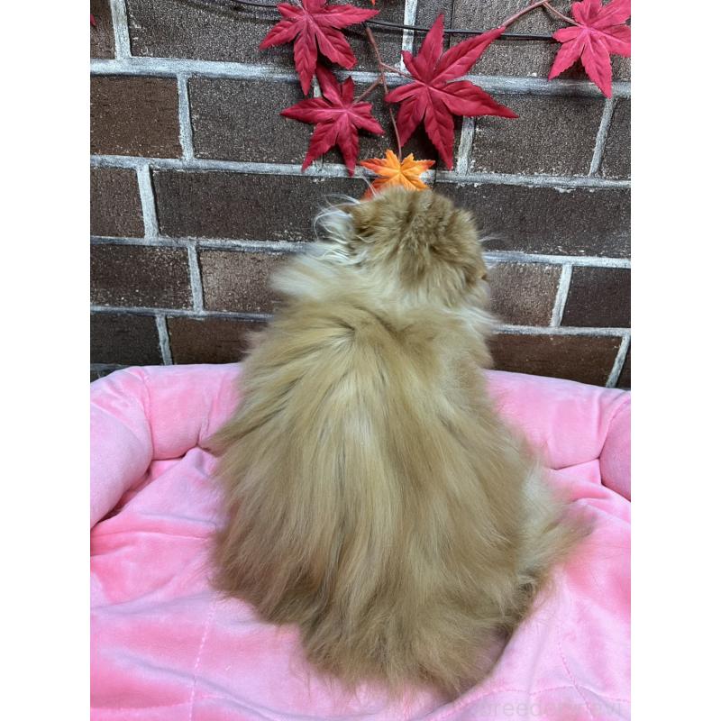 販売中の東京都のスコティッシュフォールド(折れ耳)-130128の12枚目