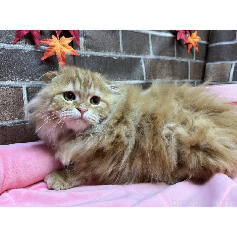 販売中の東京都のスコティッシュフォールド(折れ耳)-130128の11枚目
