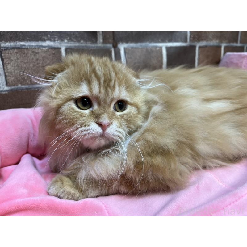 販売中の東京都のスコティッシュフォールド(折れ耳)-130128の10枚目