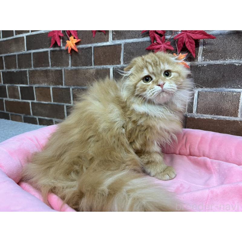 販売中の東京都のスコティッシュフォールド(折れ耳)-130128の9枚目