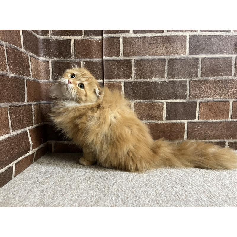 販売中の東京都のスコティッシュフォールド(折れ耳)-130128の8枚目