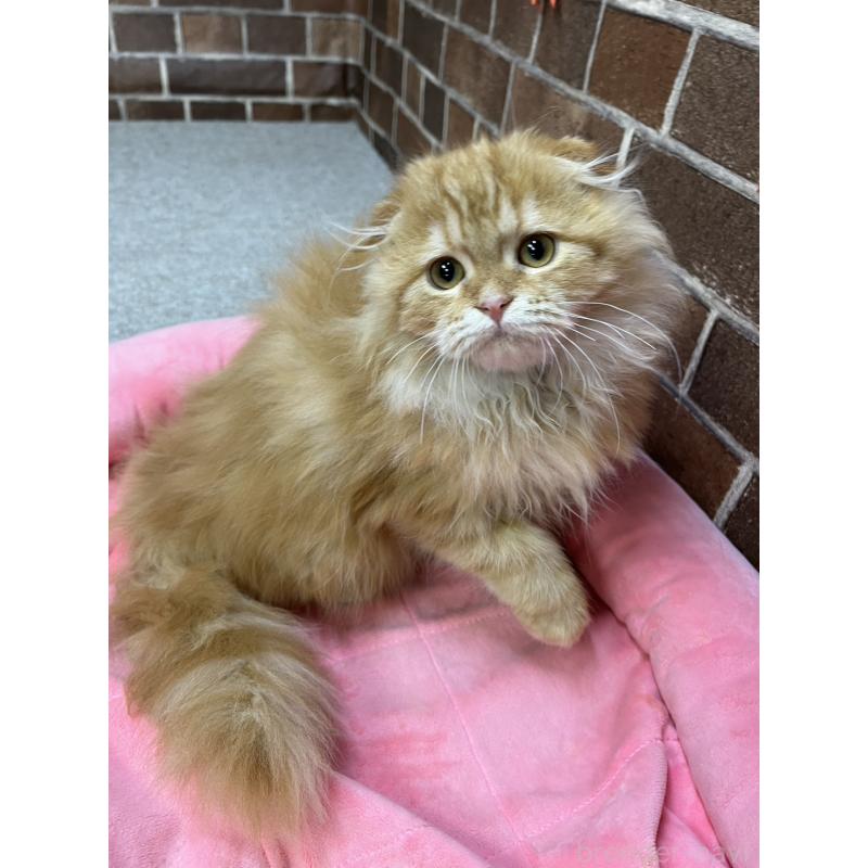販売中の東京都のスコティッシュフォールド(折れ耳)-130128の6枚目